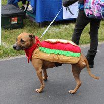 Canine Capers costume contest 2024